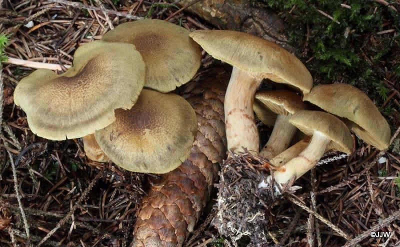 Cortinarius melanotus